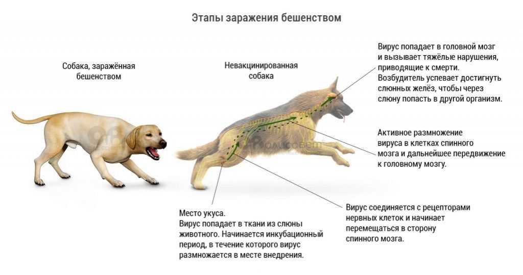 Срок действия прививки от бешенства у собак