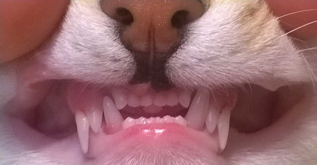 Зубы у кошек: заболевания и уход