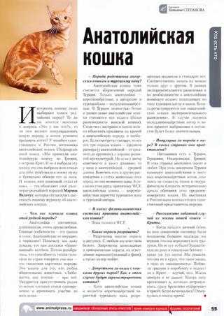 Анатолийская кошка – неприметная интеллектуалка