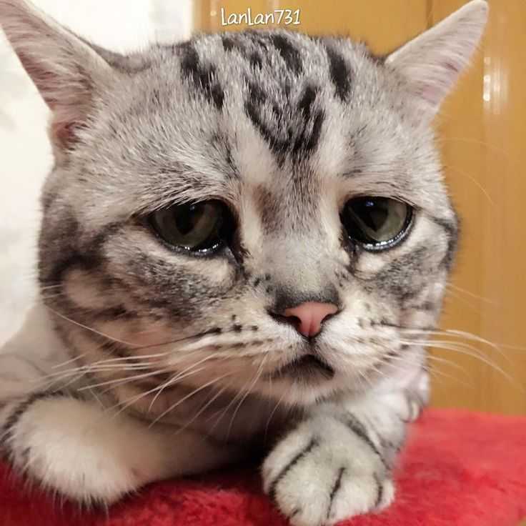 Почему кошки плачут?