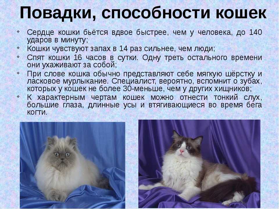 Самые красивые кошки и коты в мире
