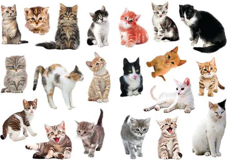 Как назвать рыжего котенка: имена для мальчиков и девочек, помощь в придумывании кличек, иностранные, забавные и популярные вариации