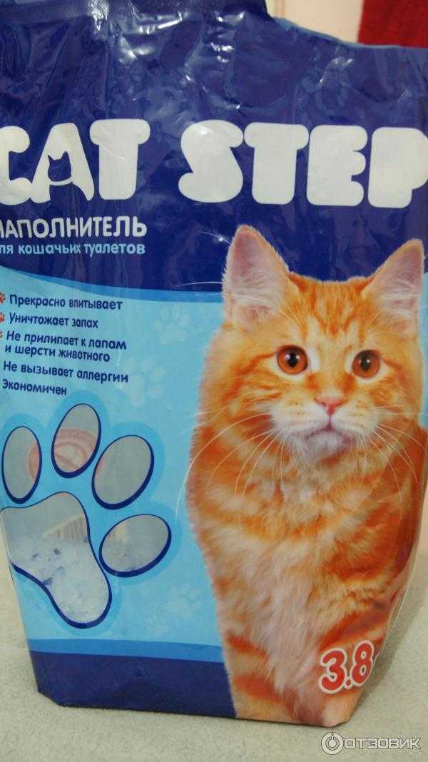 Какой наполнитель лучше для котят? как выбрать наполнитель для кошачьего туалета
