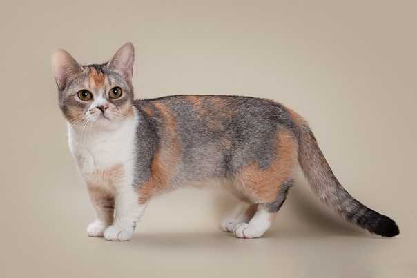 Кошка с длинными лапами - фото название и описание породы