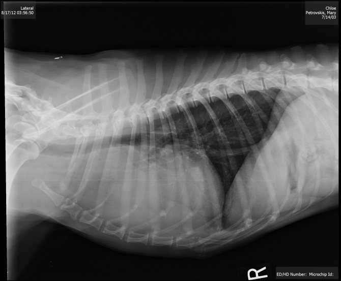 Отек легких у кошек: причины, симптомы, диагностика, лечение и прогноз | блог ветклиники "беланта"