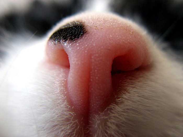 Температура и влажность носа у кошек