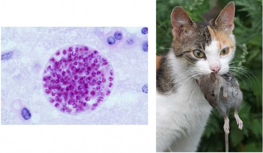 Токсоплазмоз у кошек: симптомы и лечение, диагностика и анализ, опасность для человека, профилактика токсоплазмоза у кошек и людей