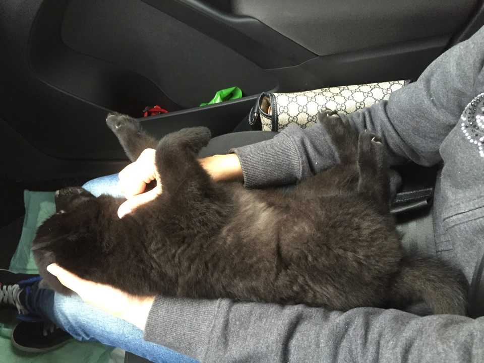 Как путешествовать на машине с котом?