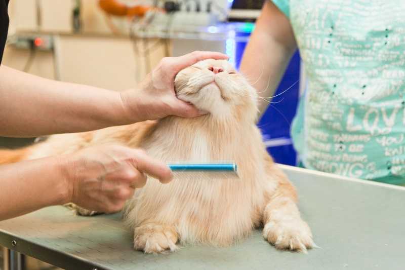 Груминг кошек: особенности проведения процедуры