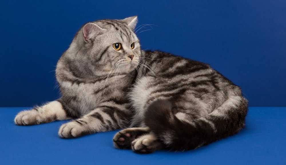 Одной из самых популярных пород среди любителей кошек на сегодня является шотландская вислоухая или Scottish Fold. Уже десятилетия вислоухие котята являются мечтой для многих владельцев, желающих приобрети себе породистое животное.