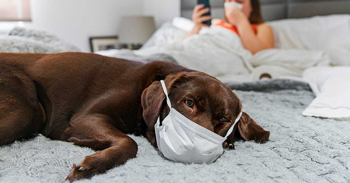 Есть вопрос: можно ли заразиться коронавирусом от кошки или собаки? | чс-инфо