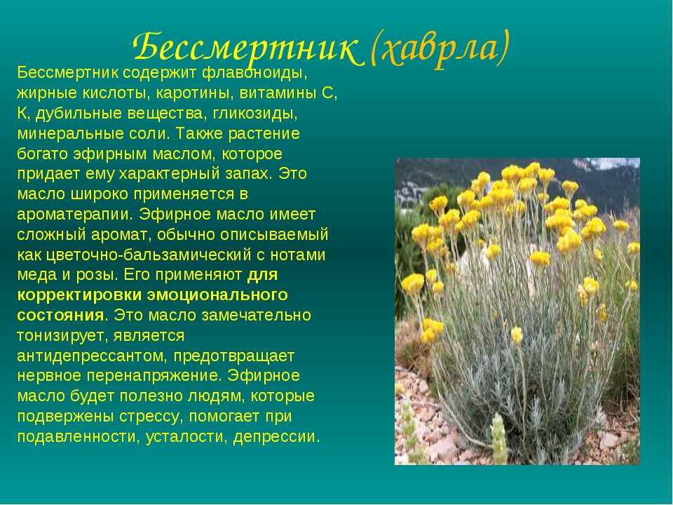 Свойства бессмертника. реферат. биология. 2011-07-07