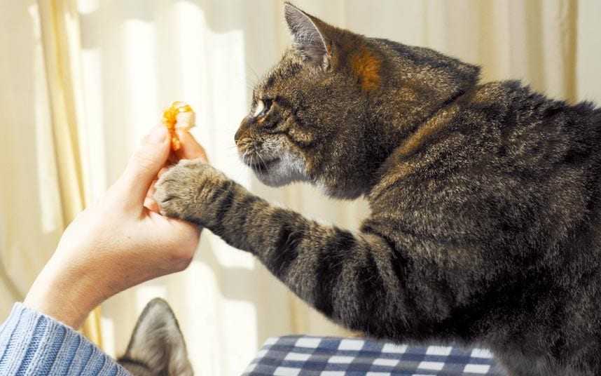 Почему котенок скребется возле миски с едой