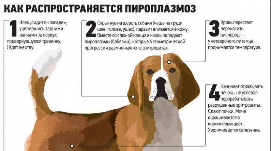 Ветеринарные анализы для собак