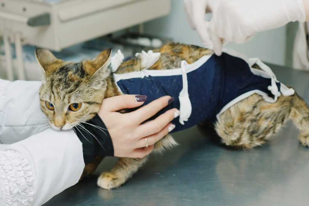 Как ухаживать за котом после кастрации? | блог на vetspravka.ru