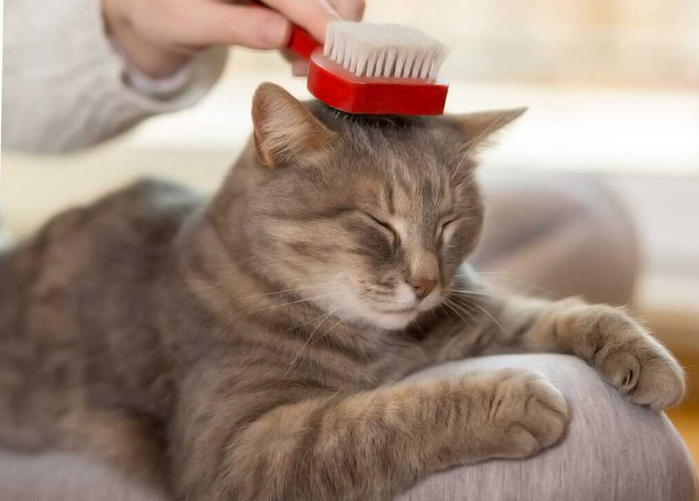 ᐉ как приучить кошку к домику: практические советы - zoovet24.ru