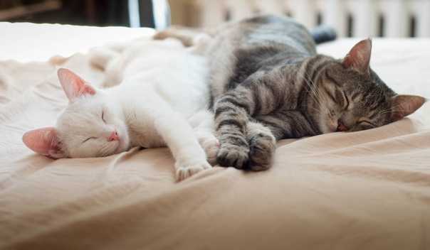 Сонник кошки и коты. к чему снится кошки и коты видеть во сне - сонник дома солнца