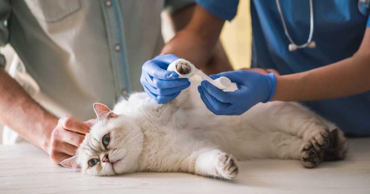 Остеосинтез у кошек - о заболевании, операции, реабилитации | ветеринарная клиника ирины оныщук