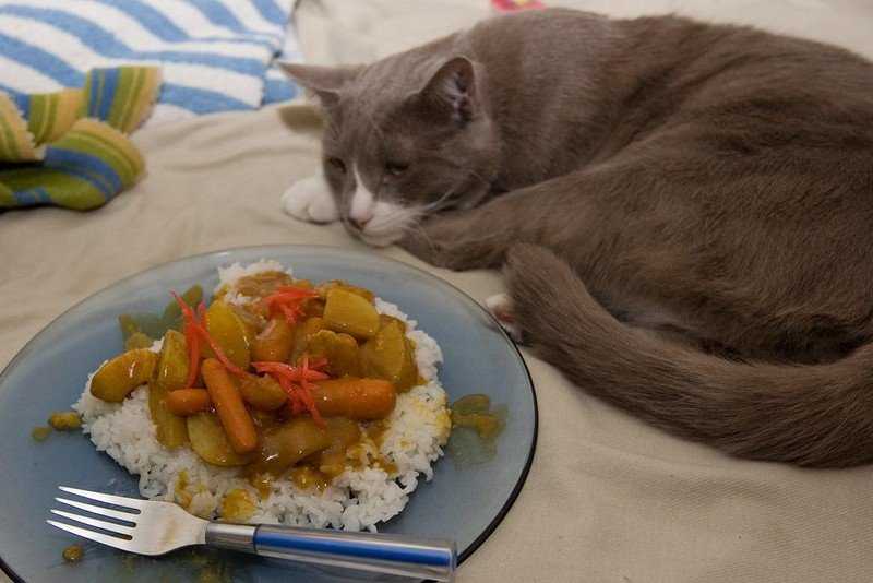 Кошка или кот постоянно просит есть: 12 причин, почему питомец хочет есть все время