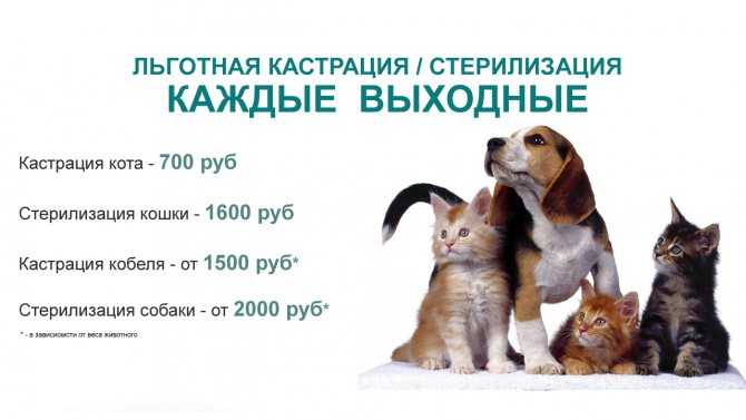 Послеродовая эклампсия у собак и кошек