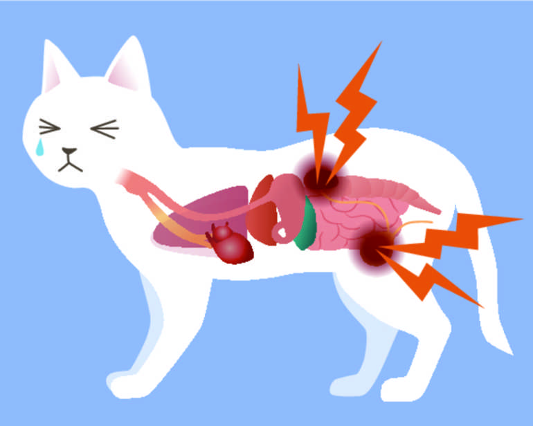 Острая почечная недостаточность у кошек (опн) - симптомы и лечение почечной недостаточности  кошек в москве. ветеринарная клиника "зоостатус"