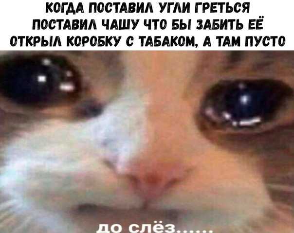 ᐉ почему кошка плачет слезами? - zoomanji.ru