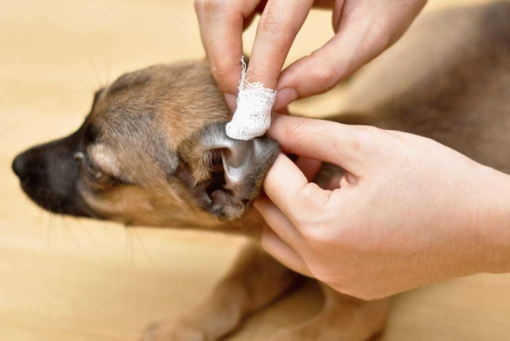Иксодовые клещи у собак (лесной клещ) - виды, симптомы, лечение и профилактика
иксодовые клещи у собак (лесной клещ) - виды, симптомы, лечение и профилактика