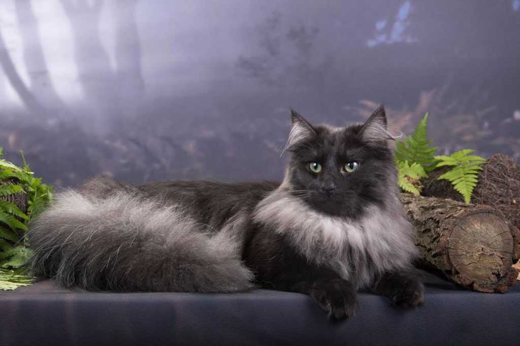 Норвежская лесная кошка — описание породы, характер, фото и цена котенка