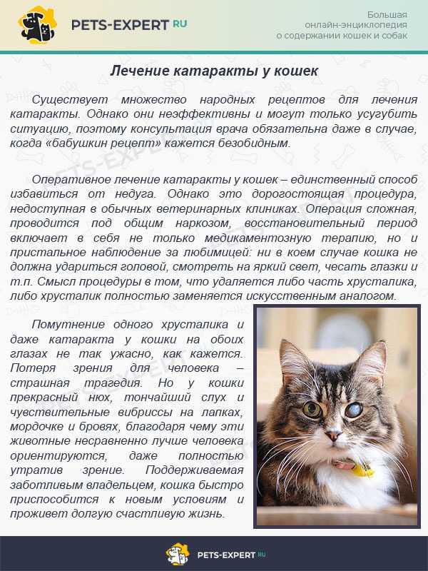 Как и чем промыть глаза кошке, котенку: инструкция для хозяев, лекарственные и народные средства, противопоказания и предосторожности