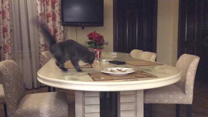 7 способов, как отучить кошку лазить по столам