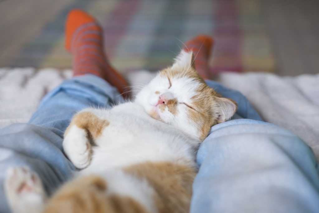 Почему кошки любят спать в ногах: что это значит