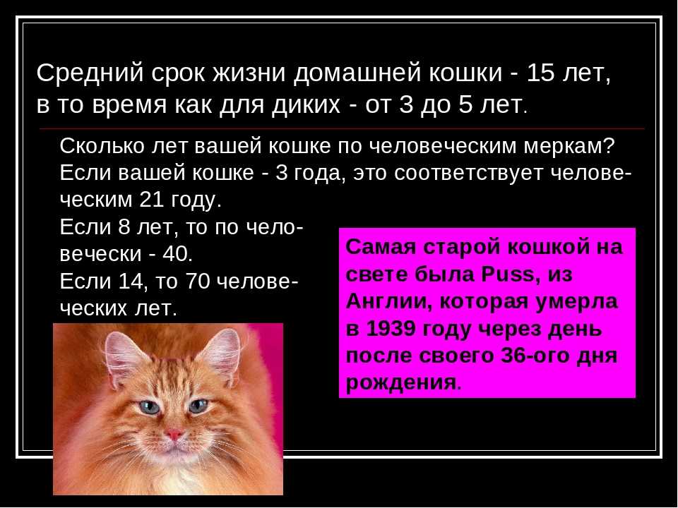 Сколько лет живут кошки и коты, соотношение возраста
