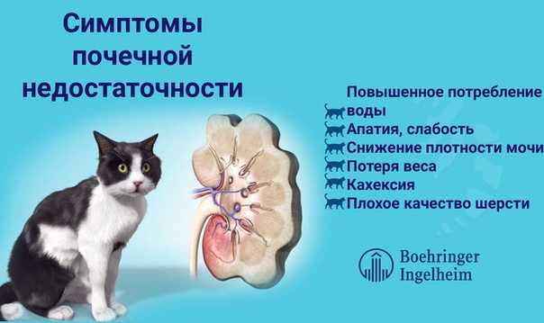 Лечение почек у кошек