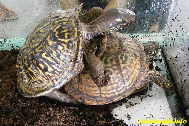 Возраст, рост и продолжительность жизни черепах - черепахи.ру - все о черепахах и для черепах