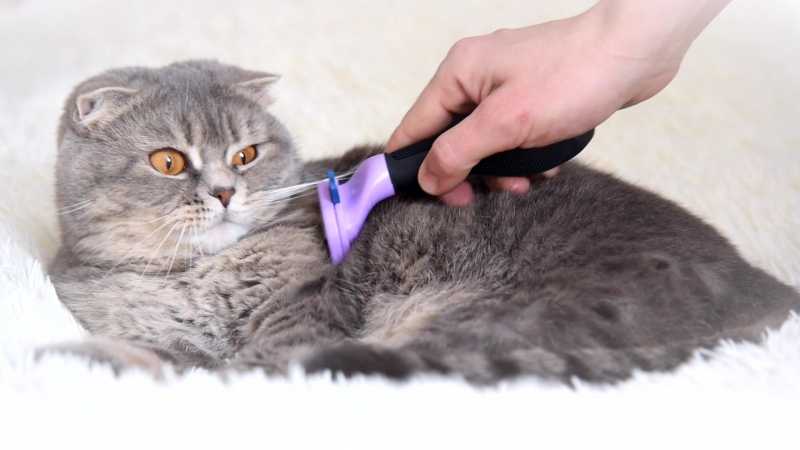 Колтунорез: что представляет собой устройство для избавления от колтунов у кошки, как им пользоваться