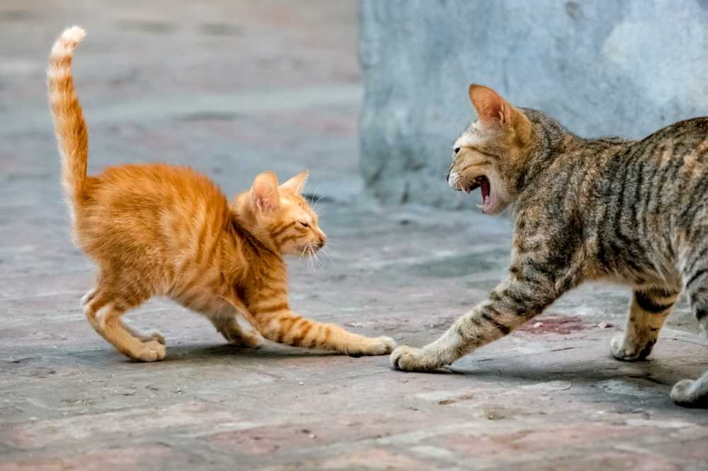 Как понять коты дерутся или играются