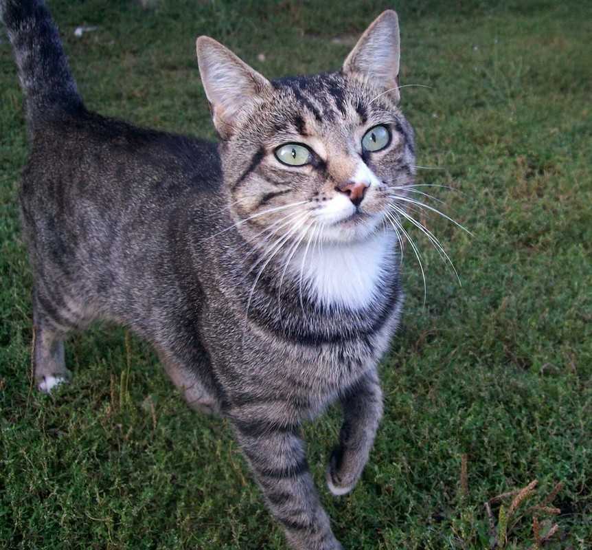 Бразильская короткошерстная кошка: детальное знакомство с породой