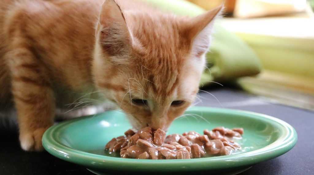 Все мы не раз видели, как кошка или кот закапывает миску с едой — разберёмся, почему кошки и коты закапывают еду