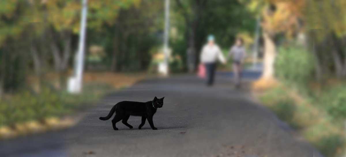 Приметы про черного кота в доме: хорошо или плохо, что означает