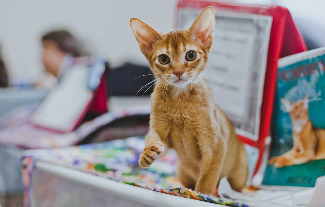 Подготовка кошки к выставке – полезно и интересно знать
