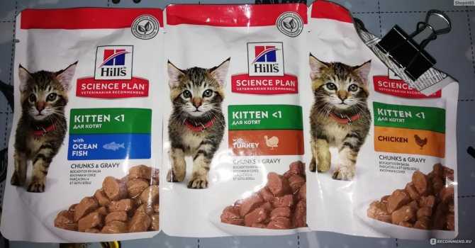 Можно ли размачивать сухой корм для кошек и котов: особенности размачивания для взрослых животных и котят, рекомендации ветеринаров