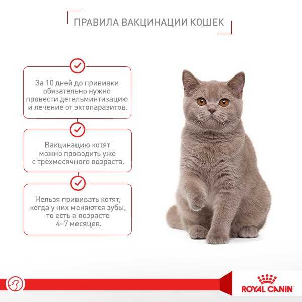 5 способов отвадить соседских котов от своего участка