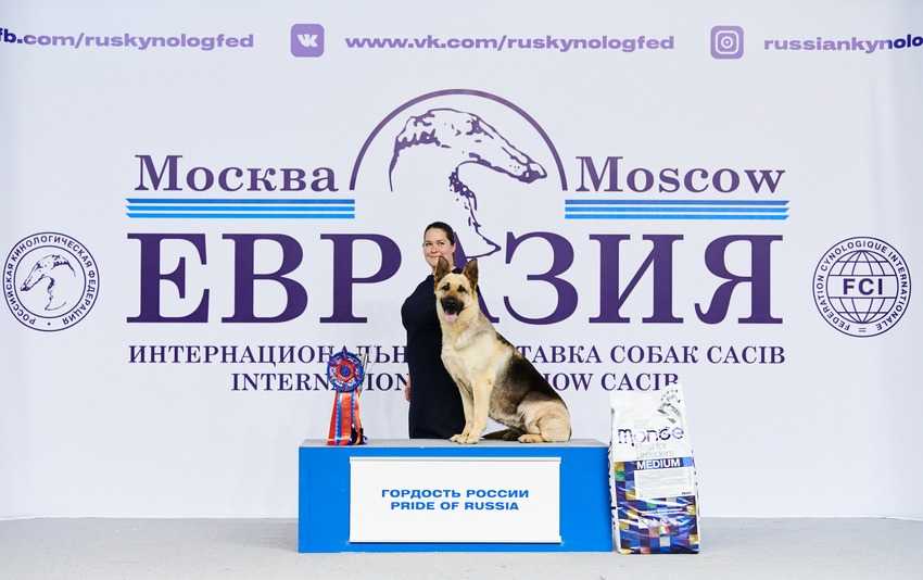 Выставки кошек в россии в 2019 году: расписание