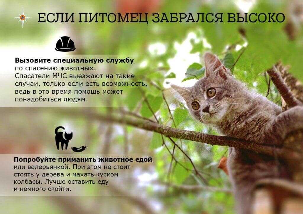 Как снять кота с дерева самостоятельно, какая служба снимает кошку с высокого дерева - блог о животных - zoo-pet.ru