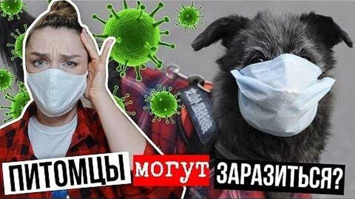Можно ли заразиться коронавирусом от собаки, кошки или других домашних животных?