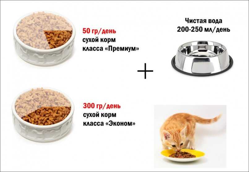 Как откормить кота: эффективные методы набора веса
