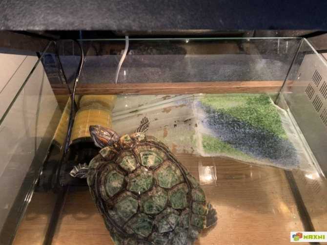 ᐉ сколько может не есть черепаха (красноухая и сухопутная), как долго они проживут без еды в домашних условиях - zoopalitra-spb.ru