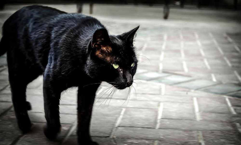 Черная кошка перебежала дорогу: приметы, что делать