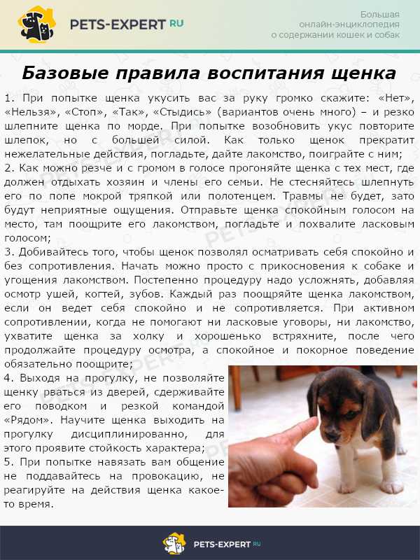 ᐉ как ухаживать за щенком лабрадора - ➡ motildazoo.ru