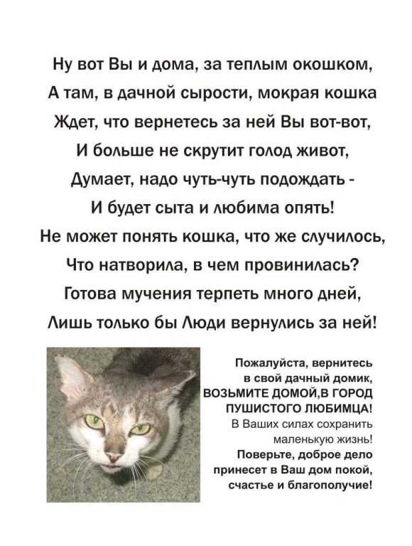 ᐉ почему кошки уходят умирать из дома: мнение учёных и приметы - zoovet24.ru